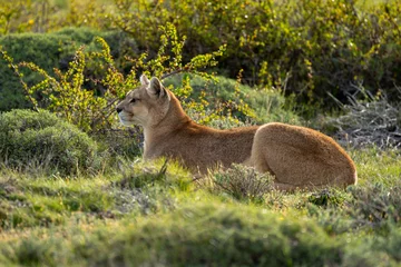 Fotobehang Female puma lies in bushes in profile © Nick Dale