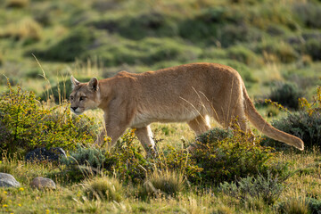 Female puma walks through bushes turning head