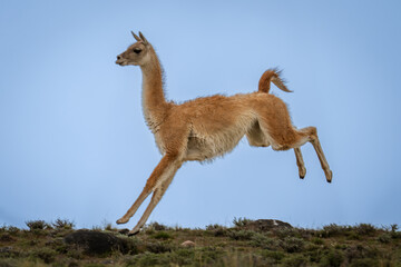 Guanaco jumps in the air on hilltop