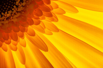 macro image of yellow / orange gerbera flower against the light