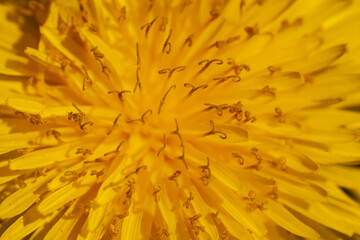 Bright yellow center of a dandelion flower - obrazy, fototapety, plakaty