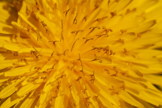Bright yellow center of a dandelion flower