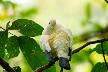 Pied imperial pigeon sitting on a branch preening