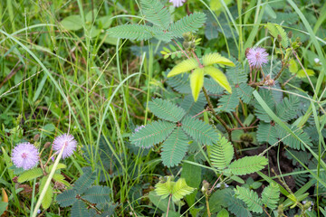 Mimosa pudica, also known as sensitive plant.