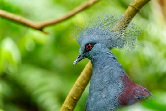 Big blue pigeon. Western crowned pigeon, Goura cristata, detail portrait in t lowland rainforests of New Guinea, Asia. Blue bird with red eye, green forest in the background, close-up. Wildlife nature