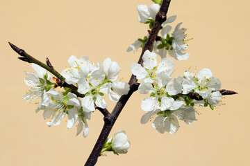 Blossoming branch of plum tree (Prunus domestica), early spring