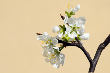 Blossoming branch of plum tree (Prunus domestica), early spring. Copy space for text