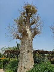 Huge Baobab tree in Safari Park in Sharjah, UAE. 