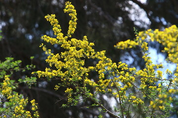 Mimosa blooms on the side of the road in a city park.