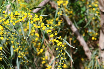 Mimosa blooms on the side of the road in a city park.