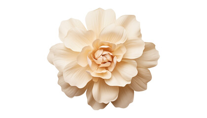 white beige flower isolated on transparent background cutout