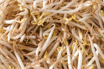 Stock image. ..Bean sprouts. Tauge. Culinary vegetable usually grown from mung beans. 