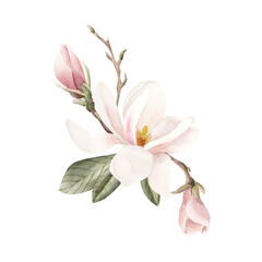 Obraz premium Composition of light pink magnolia flower, buds, sprigs and leaves. Floral watercolor illustration isolated on white