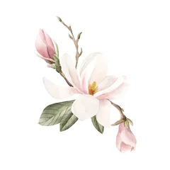 Foto op Canvas Composition of light pink magnolia flower, buds, sprigs and leaves. Floral watercolor illustration isolated on white © Leyla
