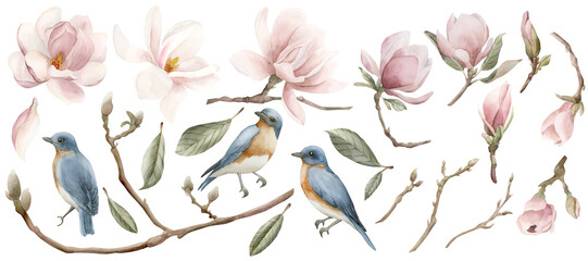 Set of light pink magnolia flowers and blue birds with redbreast. Watercolor illustration hand painted isolated on white