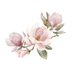 Composition of light pink magnolia flowers, buds, sprigs and leaves. Floral watercolor illustration isolated on white