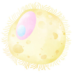 Egg cell. An hand drawn illustration of anatomy.