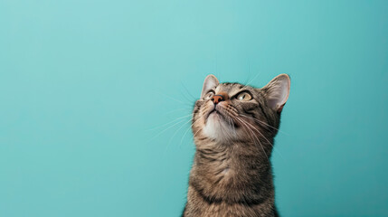 Cute banner with a cat looking up on pastel blue background