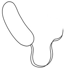 Doodle for Vibrio Cholerae Bacteria