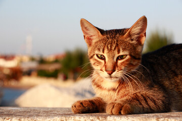 Cute little kitten walking on the beach at sunset. Portrait of a wild cat on the background of the beach.