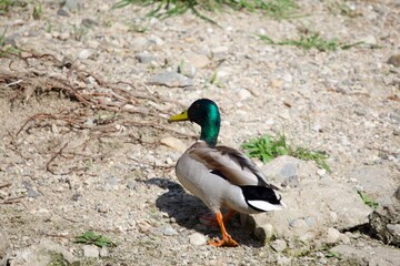 도림천의 청둥오리