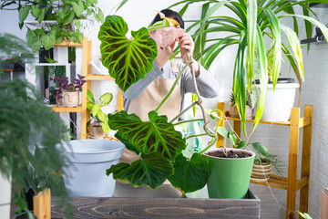 Woman in apron holds large striped philodendron leaf and Caring for potted plant, Transplanting and repotting large home plant Philodendron verrucosum into a new bigger pot in home interior.  - obrazy, fototapety, plakaty
