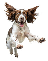 english cocker spaniel dog jumping for joy isolated on transparent background