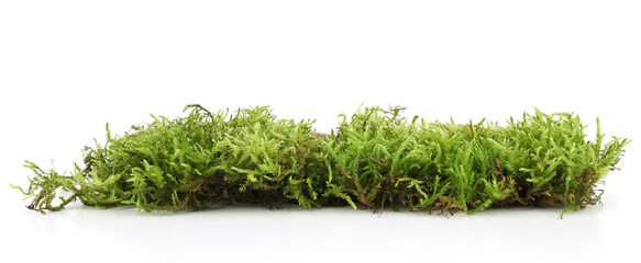 Piece of  green moss  isolated on white  background. Fragment of fresh forest flora moss.