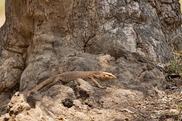 Monitor Lizard, Varanus albigularis, Panna Tiger Reserve, Madhya Pradesh, India