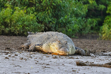 Saltwater Crocodile, Crocodylus porosus, Bhitarkanika, Odisha, India .