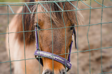 Close-up of a horse, selective focus, behind the wires