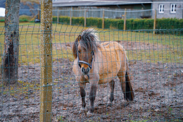 A horse. A horse in the farm, behind the wires, in the mud. Selected area focus.