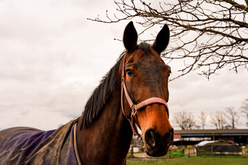 Brown noble horse. Cinematic brown horse with farm image in the background. Selected focus area