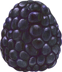 watercolor hand drawn realistic blackberry