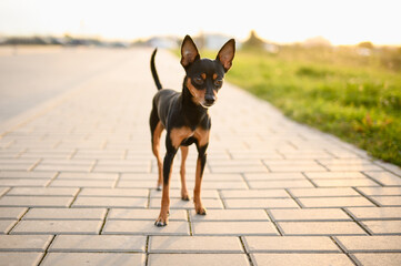 Cute lonely smooth-haired Russian Toy Terrier dog walks along sidewalk at sunset on sunny summer day. Lost pets concept, home pet.