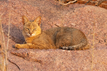 Obraz premium Jungle Cat, Felis chaus, female, Panna Tiger Reserve, Karnataka, India