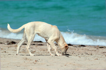 Bezpański pies szuka jedzenia na plaży Morza Śródziemnego - obrazy, fototapety, plakaty