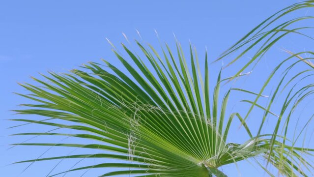 tropical leaf African Sabal fan palm gracefully sways in wind close-up, natural beauty tropics, tropical atmosphere in advertising travel agencies, hotels, airlines, food and beverages, surf season