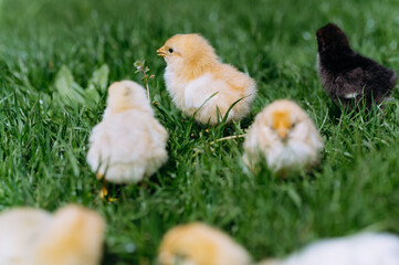 Little chickens in the grass