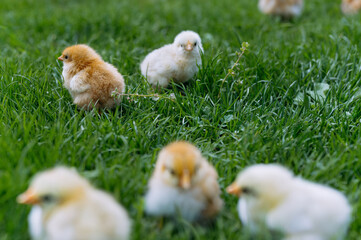 Close up of yellow little chickens