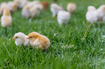 Little chickens in the grass