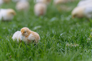 Close up of yellow little chickens