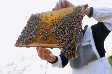 a beekeeper in a suit holds a frame with bees. Beekeeping in the open air.