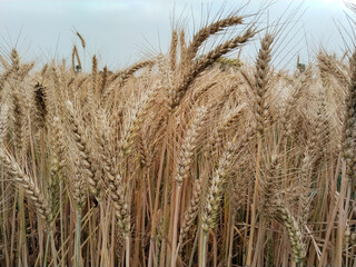 Fototapeta premium golden wheat field, field of wheat