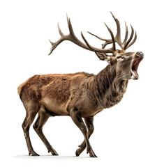 Majestic stag bellowing with grand antlers