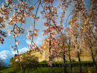 Background with pink peach blossoms at Cittadella, Padua, Italy