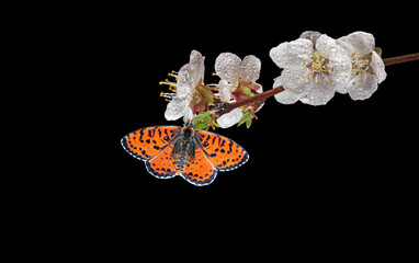 bright red butterfly on apricot flowers in dew drops isolated on black. close up