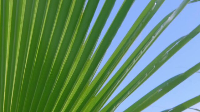 tropical leaf African Sabal fan palm gracefully sways in wind close-up, natural beauty tropics, tropical atmosphere in advertising travel agencies, hotels, airlines, food and beverages