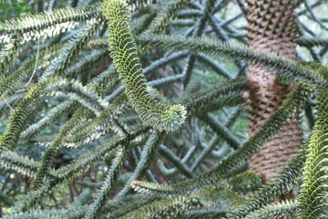 Picture-filling branches of an araucaria