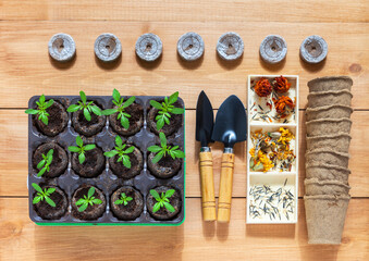 Green sprouts of young seedlings of garden marigold flowers in peat tablets, seeds in wooden box and peat cups for picking on wooden background. Spring gardening as hobby. Flat lay, close-up, top view